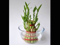 തണ്ടു നോക്കി ലക്കി ബാംബൂ വച്ചാല്‍ പണമാണ് ഫലം