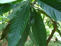 ആടലോടകവും കൽക്കണ്ടവും, ഏത് വ്യാധിക്കും ഒറ്റമൂലി