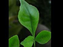 5 കൂവളം ഇല പ്രമേഹത്തിന് മഹാവൈദ്യം