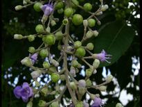 ഏത് വേദനയും ശമിപ്പിക്കും ഒറ്റമൂലി കരിനൊച്ചിയില്‍