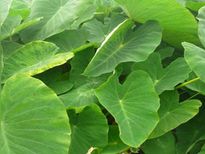 താളില മെഴുക്കുപുരട്ടി :കൊളസ്‌ട്രോള്‍ഒഴിയും..