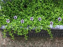 യുവത്വം കാക്കാന്‍ ബ്രഹ്മി പാലില്‍ അരച്ചിട്ട്....