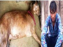 ആടുമായി സെക്‌സ്, ശേഷം നടന്നത്