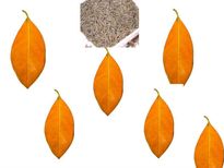 6 പ്ലാവില ഞെട്ടില്‍ കടുത്ത ഗ്യാസും അകറ്റാം...