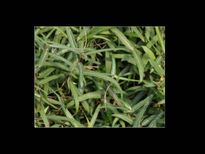 ദാഹ ശമനിയും രോഗശമനിയുമാണ് നറുനീണ്ടി 