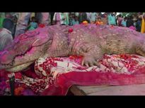 ഈ മുതല മരിച്ച ശേഷം ഈ ഗ്രാമത്തിൽ നിരാഹാരം, കാരണം