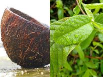 കൊളസ്‌ട്രോള്‍ മാറാന്‍ ചിരട്ടയും ഒരുപിടി പേരയിലയും