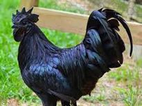 ഹൃദയാരോഗ്യത്തിനും ലൈംഗിക ശേഷിക്കും കരിങ്കോഴി