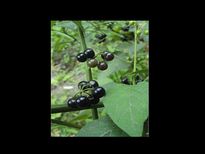 മണിത്തക്കാളി പ്രകൃതി തന്ന മരുന്നാണ്