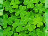 മഞ്ഞപ്പിത്തവും പ്രമേഹവും പുളിയാറിലയില്‍ ഒറ്റമൂലി