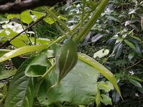  കാട്ടുപടവലത്തിലുണ്ട് ഉയിര് നല്‍കും  ഒറ്റമൂലി