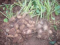 കൂര്‍ക്ക കഴിക്കണമിങ്ങനെ,ദഹനംകൃത്യം,ആരോഗ്യംസൂപ്പര്‍