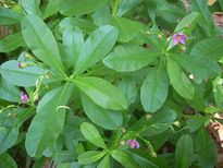 ക്യാന്‍സര്‍, ബിപി; സാമ്പാര്‍ചീരയില്‍ മരുന്നുണ്ട്‌