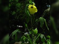 കൂടിയ പ്രമേഹത്തിന് പരിഹാരമുണ്ട് കസ്തൂരി വെണ്ടയില്‍