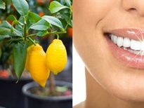 പല്ലു വെളുപ്പിയ്ക്കും നാരകയില പായ്ക്ക്