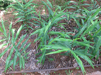 ഇഞ്ചിയില കൊണ്ടുണ്ടാക്കാം ഉഗ്രന്‍ചായ പ്രമേഹത്തിന്