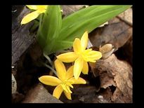 ആണ്‍ശേഷിയ്ക്ക് നിലപ്പനക്കിഴങ്ങ് പ്രയോഗം