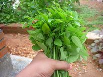 മൈസൂര്‍ചീര തോരനില്‍ പഴകിയ പ്രമേഹം മാറും