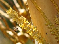 തെങ്ങിന്‍ പൂക്കുല ഒറ്റമൂലി കൊളസ്‌ട്രോള്‍ ഒതുങ്ങും