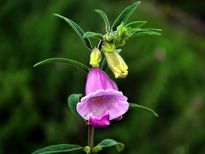 മൂലക്കുരുവിന് ഒന്നൊന്നര പരിഹാരമാണ് എള്ളിന്റെ ഇല