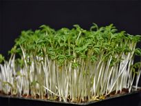 ഈ കുഞ്ഞ് ഇലയിലുണ്ട് ആയുസ്സിന്റെ പൊടിക്കൈ