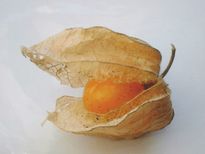 ഞൊടിഞെട്ടയിലെ ഒറ്റമൂലിയിലുണ്ട്  പ്രമേഹ പരിഹാരം