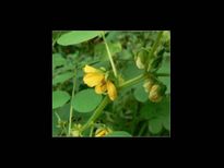 ഒരു പിടി തകരയില്‍ ഒതുങ്ങാത്ത രോഗമേത്‌?