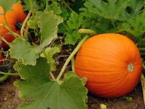 കർക്കിടകത്തിൽ തിന്നണം മത്തനില, കാരണം ഇതാണ്