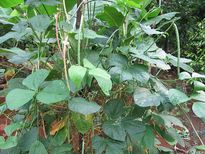 പയറിലയിലുണ്ട് കര്‍ക്കിടക അസ്വസ്ഥതക്ക് പരിഹാരം