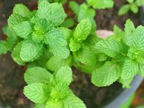 തലേന്നു പുതിനയിട്ടവെള്ളം മതി തടി പോകാന്‍...