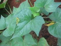 ഏത് കൂടിയ പ്രമേഹവും ഒതുങ്ങും മധുരക്കിഴങ്ങില തോരനിൽ