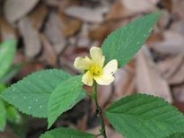 കുറുന്തോട്ടിതാളിയിൽ മുടിവളരുമെന്നുറപ്പുള്ള പ്രയോഗം