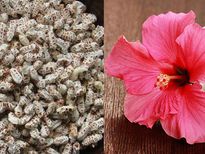 കടുത്ത ഗ്യാസിനും മലരും ചെമ്പരത്തിയും മരുന്നാണ്‌