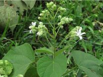 ക്യാന്‍സര്‍ വരെ തടുക്കും നാട്ടുവൈദ്യം ഒരുവേരന്‍