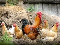 വളര്‍ത്ത്കോഴി കൊത്തി;ഞരമ്പ് മുറിഞ്ഞ് സ്ത്രീമരിച്ചു