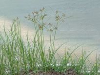 മുത്തങ്ങ പാലിൽ തിളപ്പിച്ച്; അമൃതിന് തുല്യം