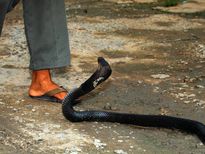 വാലിൽ ബൈക്ക് കയറിയിറങ്ങി; പാമ്പ് പിന്തുടർന്നത് 2KM