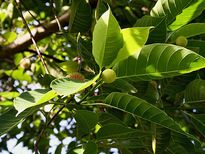 കടമ്പ് മരം വെറുമൊരു മരമല്ല