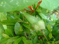 നിത്യവഴുതന നിത്യവുമെങ്കിൽ ദീർഘായുസ്സ് ഫലം