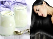 തൈര് ആഴ്ചയിൽ 2 തവണ നല്ല കട്ടിയുള്ള കറുത്ത മുടിക്ക്