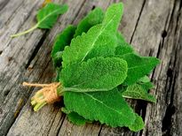 കർപ്പൂര തുളസിയിൽ ഒതുങ്ങാത്ത രോഗങ്ങളില്ല