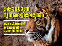 കൊറോണ മൃഗങ്ങളിലേക്കോ? കടുവയ്ക്ക് വൈറസ് ബാധ