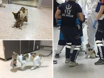  രോഗം ബാധിച്ച കുഞ്ഞുമായി അമ്മപ്പൂച്ച ആശുപത്രിയില്‍