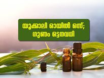 യൂക്കാലി ഓയില്‍ ഒന്ന്; ഗുണം ഒട്ടനവധി 
