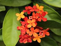 വീട്ടില്‍ പോസിറ്റീവ് ഊര്‍ജ്ജം നിറക്കും ചെടികള്‍