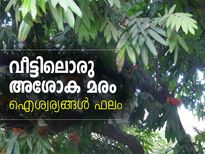 വീട്ടിലൊരു അശോക മരം; ഐശ്വര്യങ്ങള്‍ ഫലം