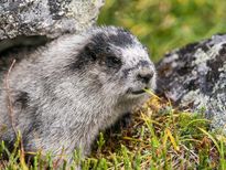 ചികിത്സയില്ലെങ്കില്‍ മരണമുറപ്പ്; ബ്യൂബോണിക് പ്ലേഗ്