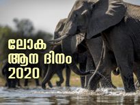 ആനയോളം സ്‌നേഹം; ഇന്ന് ലോക ആന ദിനം