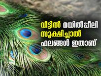 വീട്ടില്‍ മയില്‍പ്പീലി സൂക്ഷിച്ചാല്‍ ഫലങ്ങള്‍ ഇത്‌