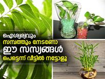 ഈ സസ്യങ്ങള്‍ വീട്ടിലുണ്ടോ? എങ്കില്‍
